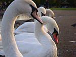 Photos