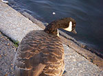 IMGP9227.jpg