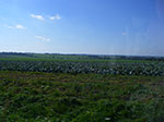 IMGP9271.jpg