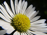 IMGP9465.jpg