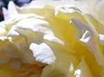 IMGP9466.jpg