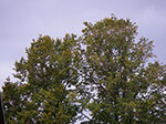 IMGP9547.jpg