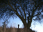 IMGP9564.jpg