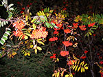 IMGP9584.jpg