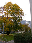 IMGP9595.jpg