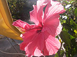 IMGP9620.jpg