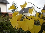 IMGP9721.jpg