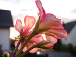IMGP9742.jpg