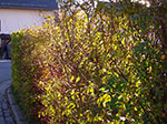 IMGP0140.jpg