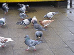 IMGP0230.jpg