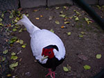 IMGP0396.jpg