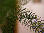 IMGP2239.jpg