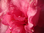 IMGP5064.jpg