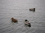 IMGP6251.jpg