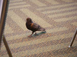 IMGP7291.jpg