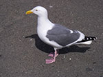 IMGP7602.jpg