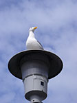 IMGP7606.jpg