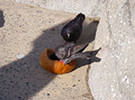 IMGP7920.jpg