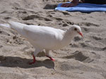 IMGP8947.jpg