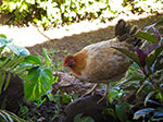 IMGP9527.jpg