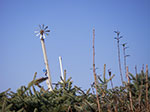 IMGP0666.jpg