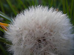 IMGP0904.jpg