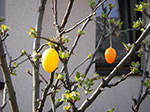 IMGP1146.jpg