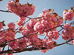 IMGP1269.jpg