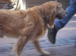 IMGP1478.jpg