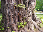 IMGP2414.jpg