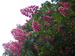 IMGP2527.jpg