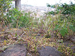 IMGP2701.jpg