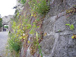 IMGP2778.jpg