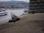 IMGP2803.jpg