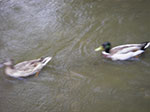 IMGP2936.jpg
