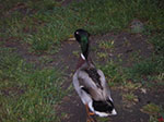 IMGP2955.jpg