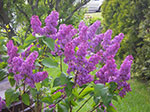 IMGP3172.jpg