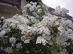 IMGP3174.jpg