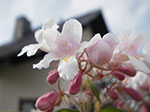 IMGP3376.jpg