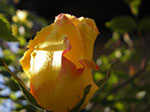 IMGP3583.jpg