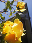 IMGP3586.jpg
