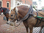 IMGP4004.jpg
