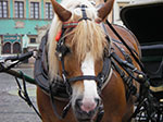 IMGP4024.jpg
