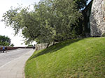 IMGP4242.jpg