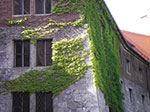 IMGP4263.jpg