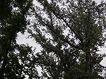 IMGP5041.jpg