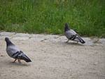 IMGP5044.jpg