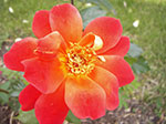 IMGP5131.jpg