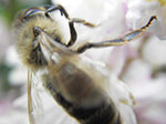 IMGP5151.jpg