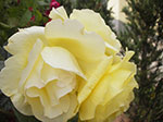 IMGP5200.jpg